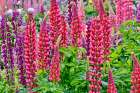 USA, Oregon. Garden in full bloom with close-up of Russell lupine. Art Print